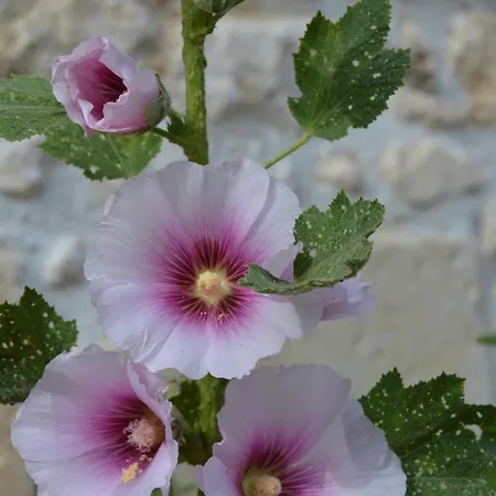 La Vieille Distillerie Le Tâtre