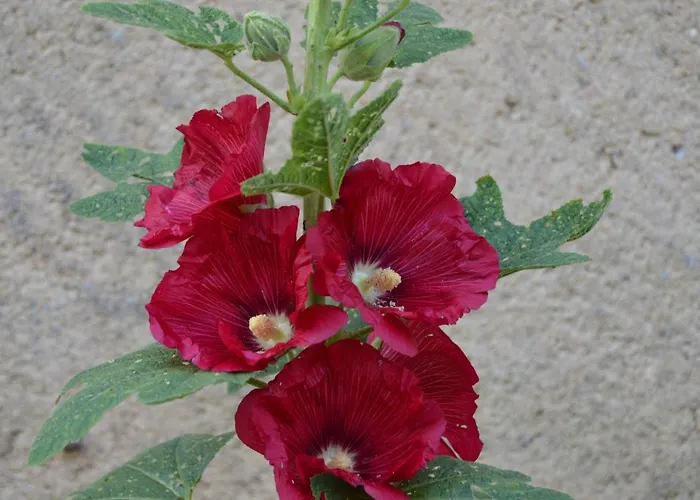 La Vieille Distillerie Bed and Breakfast