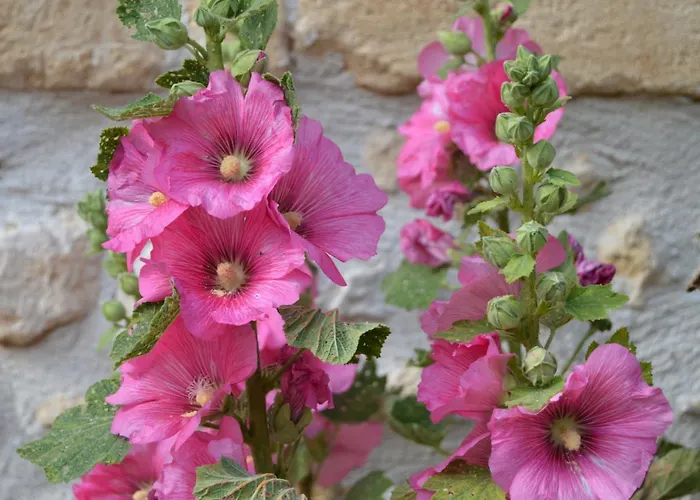 Bed and Breakfast La Vieille Distillerie 3*