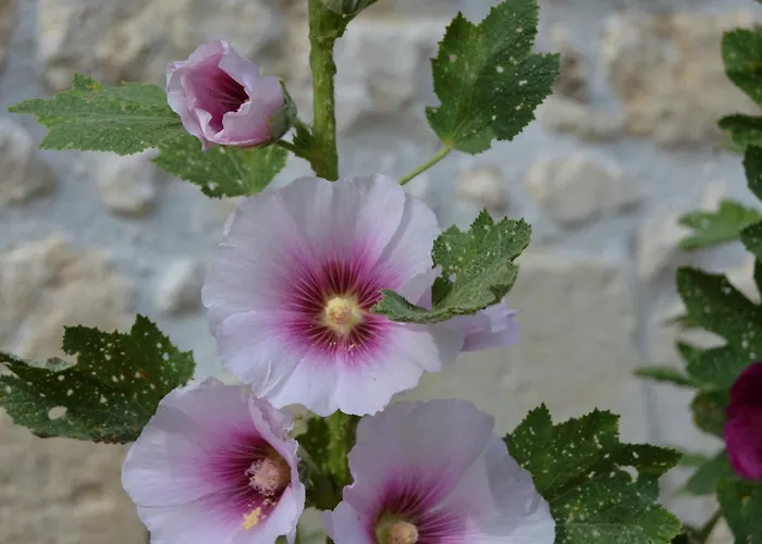 La Vieille Distillerie Le Tâtre