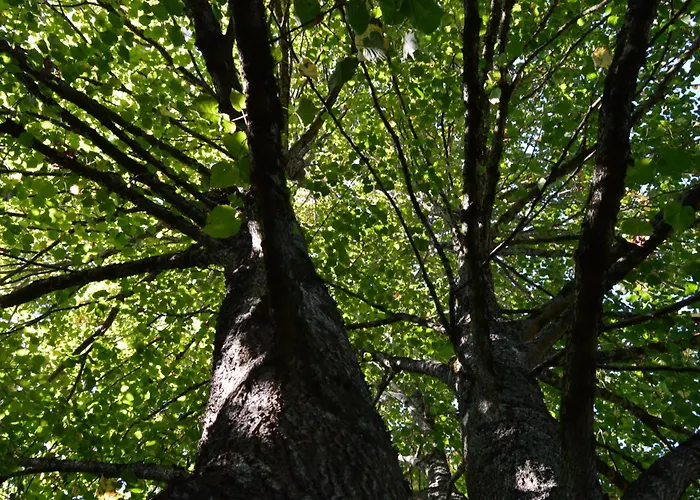 La Vieille Distillerie