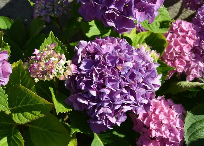 La Vieille Distillerie Le Tâtre