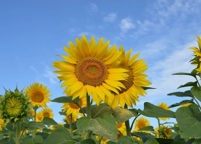 Bed and Breakfast La Vieille Distillerie 3*